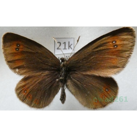 Erebia oeme (Hübner, 1804) Bulgaria21k